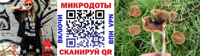Псилоцибиновые грибы Psilocybe Мурино